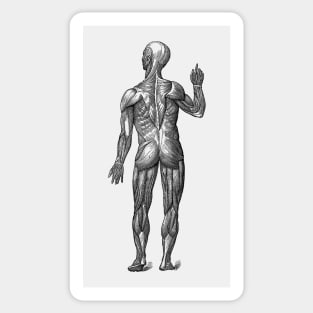 Human Muscle System - Rear View - Vintage Anatomy Sticker